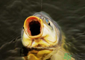 夜釣鯉魚用什么餌料？秋天夜釣鯉魚用什么餌料？