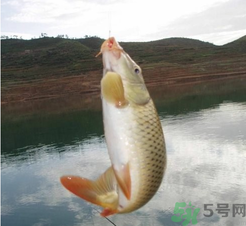 夜釣鯉魚用什么餌料？秋天夜釣鯉魚用什么餌料？
