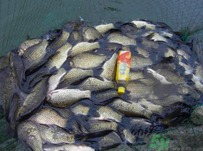 秋天夜釣鯽魚用什么餌料？秋天夜釣鯽魚餌料配方