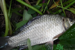 秋天夜釣鯽魚用什么餌料？秋天夜釣鯽魚餌料配方