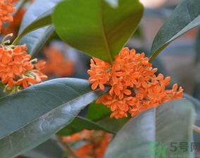 桂花可以做什么食物？桂花可以做什么吃的？