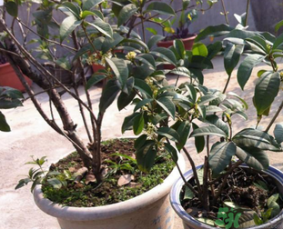 桂花可以做什么？新鮮桂花可以做什么？