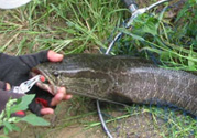 路亞釣黑魚(yú)用什么假餌？路亞釣黑魚(yú)用什么餌？