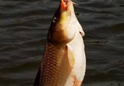 夜釣鯉魚用什么餌料？秋天夜釣鯉魚用什么餌料？