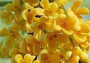 桂花怎么做香水？新鮮桂花怎么做香水？