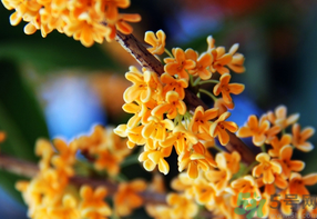 桂花一年開(kāi)幾次花？桂花是幾月份開(kāi)花？