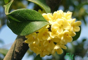 桂花一年開(kāi)幾次花？桂花是幾月份開(kāi)花？