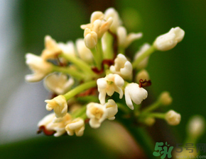 桂花一年開(kāi)幾次花？桂花是幾月份開(kāi)花？
