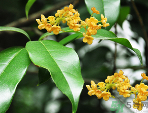  桂花什么季節(jié)開(kāi)花？桂花什么時(shí)候開(kāi)花？