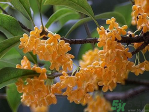  桂花什么季節(jié)開(kāi)花？桂花什么時(shí)候開(kāi)花？