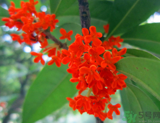  桂花什么季節(jié)開(kāi)花？桂花什么時(shí)候開(kāi)花？