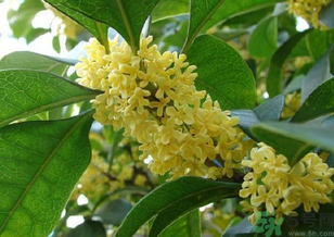 桂花是什么顏色？桂花有幾種顏色？