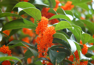 桂花是什么顏色？桂花有幾種顏色？