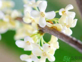 桂花是什么顏色？桂花有幾種顏色？