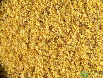 桂花可以做枕頭嗎？桂花做枕頭有什么功效？