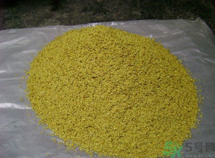 桂花可以做枕頭嗎？桂花做枕頭有什么功效？