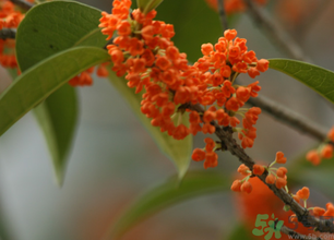 桂花可以做面膜嗎？?桂花面膜制作方法