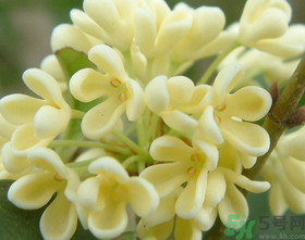 桂花怎么做香水？新鮮桂花怎么做香水？
