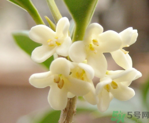 桂花怎么做香水？新鮮桂花怎么做香水？