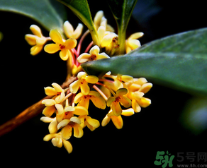 桂花怎么做香水？新鮮桂花怎么做香水？