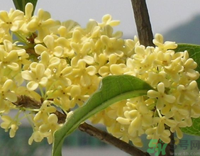 桂花不開花是什么原因？桂花不開花怎么辦？