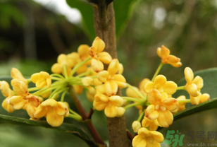 桂花不開花是什么原因？桂花不開花怎么辦？