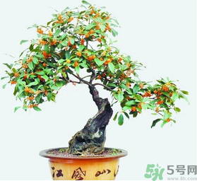 桂花樹可以種在室內(nèi)嗎？桂花樹適合在室內(nèi)嗎？