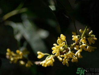 桂花酒的保質(zhì)期是多少？桂花酒過期了能喝嗎？