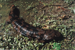 野生娃娃魚多少錢一斤？野生娃娃魚多少錢一條？