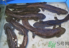 野生娃娃魚多少錢一斤？野生娃娃魚多少錢一條？