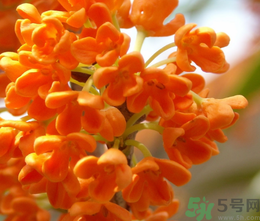 桂花和茶葉能一起泡嗎？桂花能和茶葉一起泡嗎？