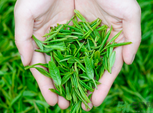 桂花和茶葉能一起泡嗎？桂花能和茶葉一起泡嗎？