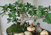 桂花樹可以種在室內(nèi)嗎？桂花樹適合在室內(nèi)嗎？