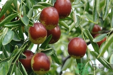 冬棗能泡茶喝嗎？泡茶喝用干冬棗好還是新鮮冬棗好？