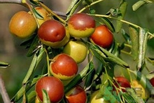 冬棗能泡茶喝嗎？泡茶喝用干冬棗好還是新鮮冬棗好？