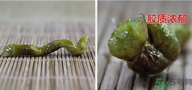 鐵皮楓斗怎么吃？鐵皮楓斗功效與作用