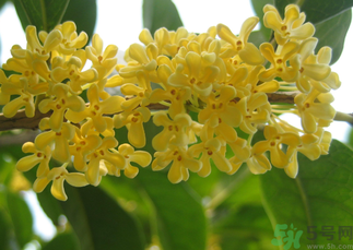 桂花和菊花可以一起泡茶嗎？桂花可以和能一起喝嗎？