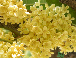 桂花可以直接泡水喝嗎？新鮮桂花可以直接泡水喝嗎？