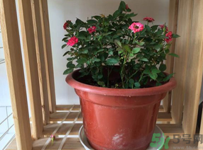 月季花可以放在室內(nèi)嗎？月季花放在室內(nèi)好嗎？