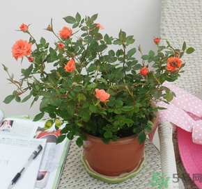 月季花可以放在室內(nèi)嗎？月季花放在室內(nèi)好嗎？
