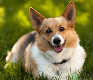 狂犬病的潛伏期最長多長？狗咬了會得狂犬病嗎？
