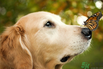 狂犬病的潛伏期最長多長？狗咬了會得狂犬病嗎？