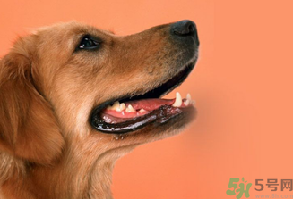 狂犬病的潛伏期最長多長？狗咬了會得狂犬病嗎？