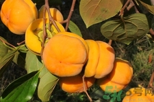 柿子和香蕉能一起吃嗎？柿子和香蕉一起吃會(huì)中毒嗎？