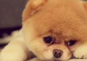 狂犬病的潛伏期最長(zhǎng)多長(zhǎng)？狗咬了會(huì)得狂犬病嗎？