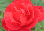 月季花可以放在室內嗎？月季花放在室內好嗎？
