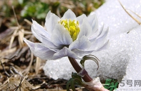 雪蓮花怎么吃？雪蓮花的功效作用