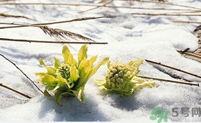 雪蓮花怎么吃？雪蓮花的功效作用