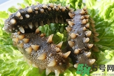 海參的簡(jiǎn)單家常做法有哪些？海參的不同吃法