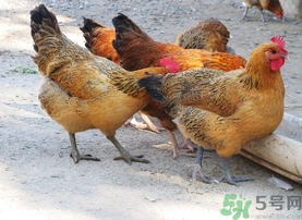 土雞多少錢一斤？土雞多少錢一只？